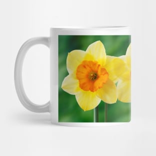 Narcissus  'Derringer'  Daffodil  Div. 7  Jonquilla Mug